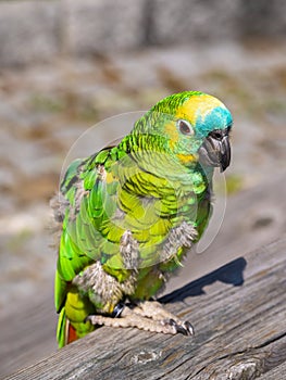 Isolated green parrot