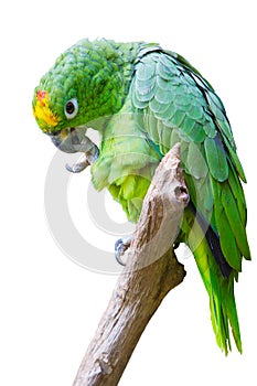 An Isolated green parrot(Amazon ochrocephala)