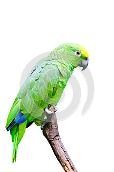 An Isolated green parrot(Amazon ochrocephala)