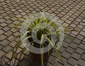 Isolated green plant in a pot