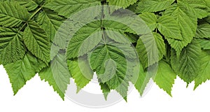 isolated green raspberry or blackberry leaves, cut from the background. a natural banner.