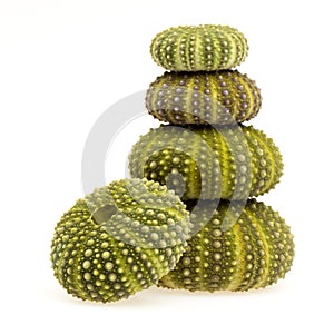 Isolated green sea urchins