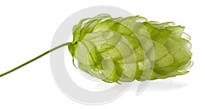 Isolated green single hop cone with shadow on white background