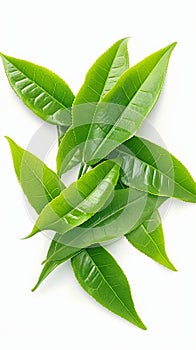 Isolated green tea leaves pile on white background, natural freshness