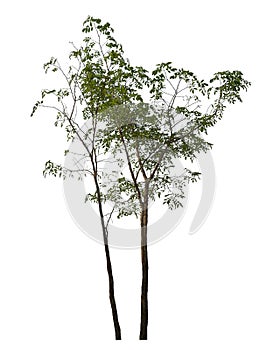 Isolated green tree with clipping path and alpha channel .