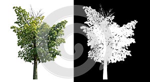 Isolated green tree with clipping path and alpha channel on black background .