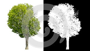 Isolated green tree with clipping path and alpha channel on black background .