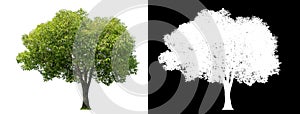 Isolated green tree with clipping path and alpha channel on black background .