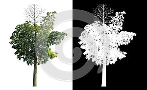 Isolated green tree with clipping path and alpha channel on black background .