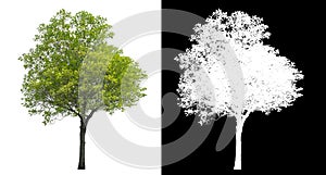 Isolated green tree with clipping path and alpha channel on black background .