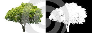 Isolated green tree with clipping path and alpha channel on black background .