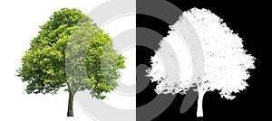 Isolated green tree with clipping path and alpha channel on black background .