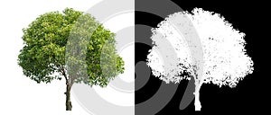 Isolated green tree with clipping path and alpha channel on black background .