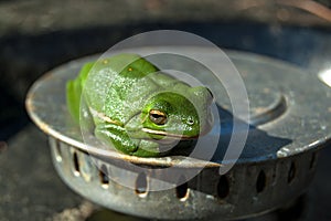 Isolated green tree frog