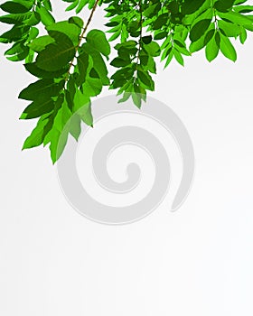 Isolated green tree leaf on white background