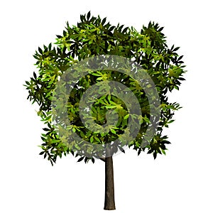 Verde un árbol planta hojas 