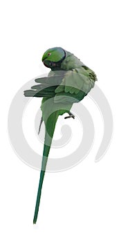isolated gren parrot preening feathers