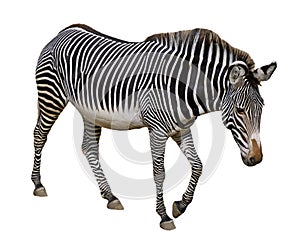 Isolated Grevy zebra