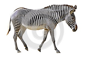 Isolated Grevy zebra