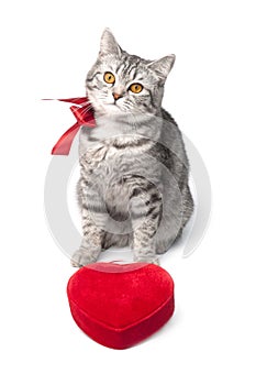 Isolated grey cat with red bow and heart