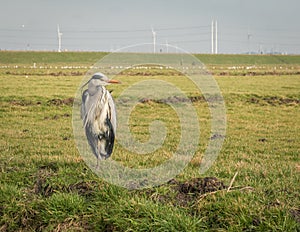 Isolated grey heron in a green field