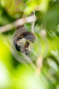 An isolated grizzled giant squirrel hanging down from a branch and eating fruit