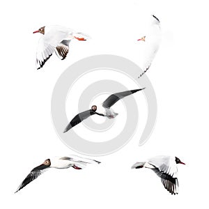 Isolated group of flying seagulls