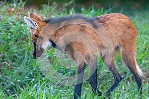 Isolated GuarÃ¡ wolf (Chrysocyon brachyurus)