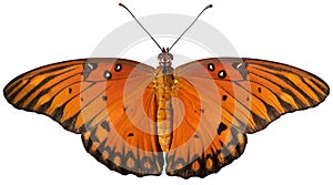 Isolated Gulf Fritillary Butterfly with White Background