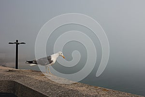 An isolated gull bird stands on a stone parrapet near the ocean in a heavy fog.