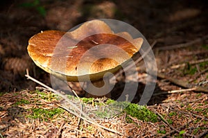 Isolated gyroporus photo