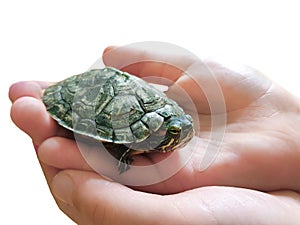Isolated hand of a child holds a small turtle
