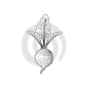 Isolated Hand Drawn Sketch of Beet Plant Tubers Illustration