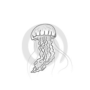 Isolated Hand Drawn Sketch of Swimming Ocean Jellyfish Illustration