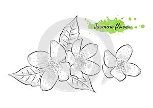 Isolated hand drawn vector illustration of jasmine flower