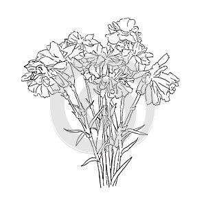 isolated hand drawn wither spray carnation flower on white background, floral vector illustration