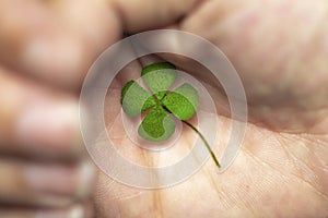Isolated hand with green four leaf clover, sign of luck, sign of great fortune. closeup