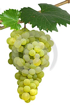 Isolated hanging grapes