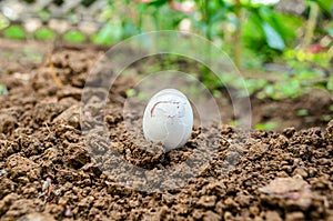 Isolated Hatching Egg with a Crack on it. Miracle of Life Happening at a Garden with Soil Ground. Macro Photography