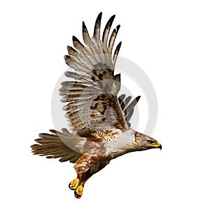 Isolated hawk in flight