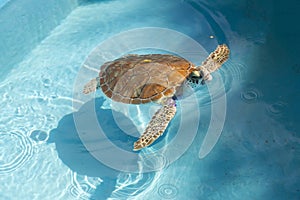 Isolated Hawksbill Marine Sea Turtle Swimming Transparent Water Caribbean