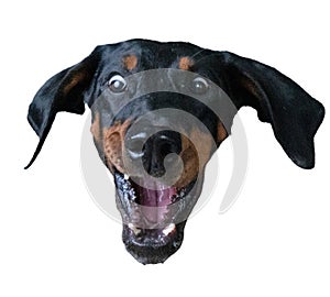 Isolated head of a doberman trying to catch