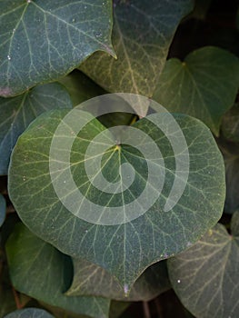 Isolated heart shaped leaf of Common ivy