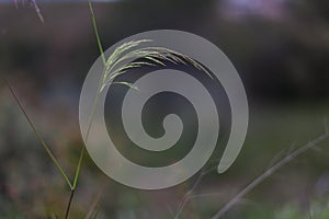 Isolated herb on green background in the countryside