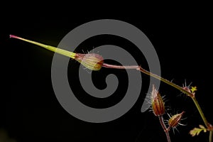 Isolated Herb Robert Seed Heads on Black Background
