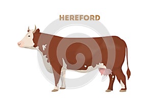 Isolated hereford cow.