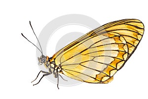 Isolated hide view of yellow coster butterfly Acraea issoria