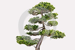 Isolated Hikoni Cypress Bansai on White Background