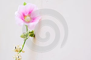Isolated Hollyhock pink flower