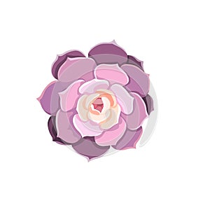 Isolated home potted Stone Rose named Echeveria Elegance or Echeveria Lola in Flat design style, oil-painted Succulent on white